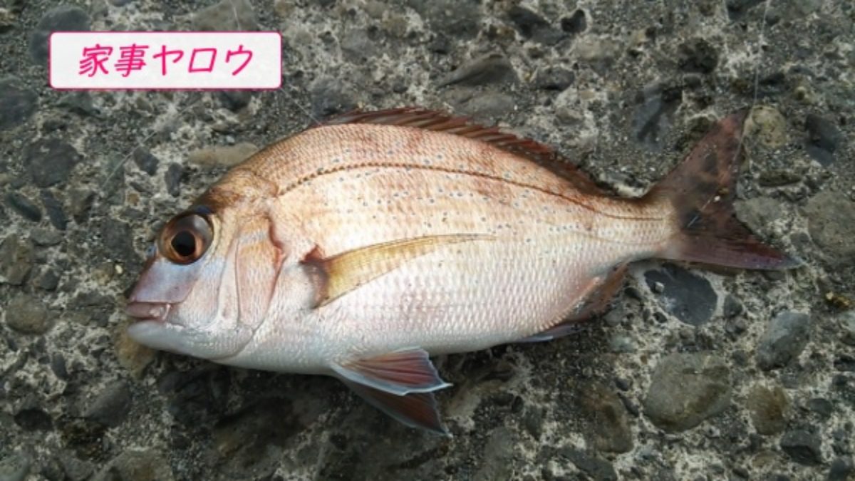 家事ヤロウ ごっそり 魚のウロコの取り方 3時間sp 8 4 Destiny Life