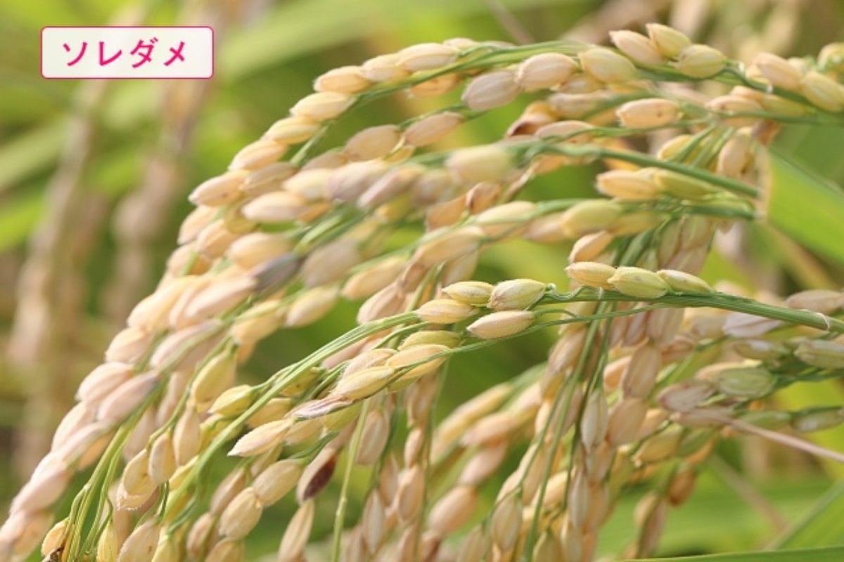 ソレダメ 新米 炊き込みごはんの新常識 味噌汁の新常識まとめ Destiny Life